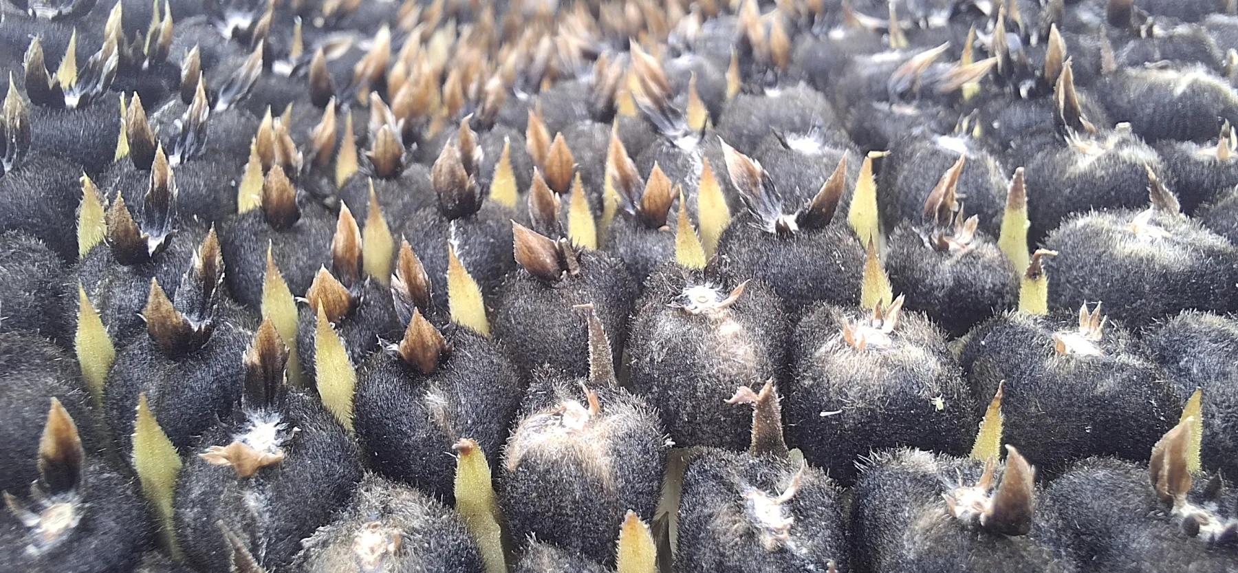 لحظه ثبت‌شده در دلژین توسط حامد