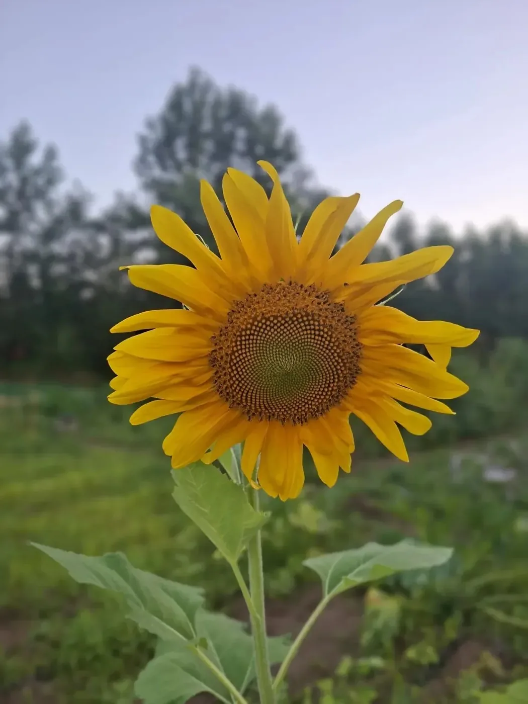 لحظه ثبت‌شده در دلژین توسط دلژین